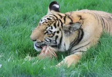 Harimau dan Rumput: Bukan Menu, tapi Obat Sesekali