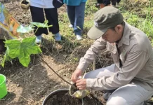 DLH Cimahi Soroti Tantangan Pemeliharaan Penghijauan di Eks TPA Leuwigajah
