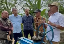 Dampak Rusaknya Irigasi Ciramajaya, Ratusan Hektar Sawah Tidak Terairi