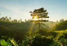 Memaknai Gerakan ’Go Green’