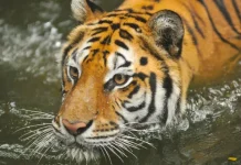 Belum Diputuskan, Ada Lima Pihak Mendaftar Seleksi Pengelola Baru Bandung Zoo