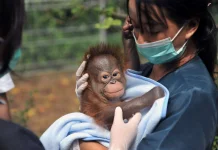 Belum Ada Pengelola Baru, Kondisi Satwa Bandung Zoo Sehat dan Stabil