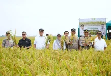 BRIN Panen Perdana, Hasil Riset Empat Benih Varietas Padi Unggul