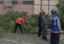 Belasan Orang Terluka akibat Pohon Lapuk Tumbang di Cimahi