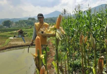 Berpotensi Tinggi di Lahan Kering, Produksi Jagung di Jawa Barat Terus Didorong