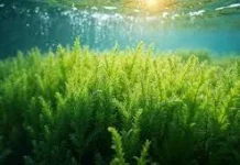 Teknologi Pengering Rumput Laut Berbasis Energi Surya ITB