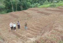Ketahanan Pangan, Petani Optimalkan Lahan Tidur Tanami Jagung