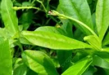 Manfaat Ginseng Jawa untuk Kesehatan Tubuh