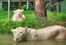 Faunaland Siap Kelola Kebun Binatang Bandung, Konsep Konservasi Urban Modern