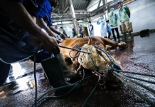DKPP Kota Bandung Imbau Warga Kurangi Sampah Plastik saat Kurban