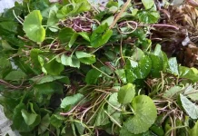Mengenal Nutrisi yang Terkandung dalam Daun Antanan