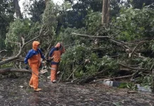 DLH Cimahi Intensifkan Pemeliharaan Pohon usai Sejumlah Insiden Pohon Tumbang