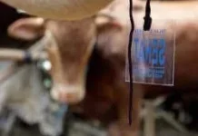 Sebanyak 3.600 Kalung Sehat untuk Hewan Kurban disiapkan Dispangtan Cimahi