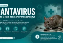 Waspada Hantavirus di Jabar, Gubernur Minta Respons Cepat