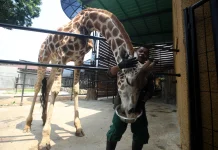 Faunaland Dorong Bandung Zoo Pusat Konservasi Modern Berbasis Animal Welfare