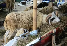 Ini Ciri Hewan Qurban yang Baik dan Aman