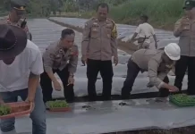 Polisi Tanam Puluhan Ribu Bibit Cabai di Lahan Tidur Milik Warga