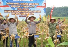 Perkuat Ketahanan Pangan, Polres Tasikmalaya Panen Raya Jagung