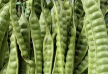 Pete : Lalapan dengan Aroma Kuat dan Khas