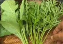 Manfaat Daun sintrong untuk Kesehatan Tubuh