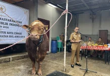 Sapi Kurban Seberat 1,1 Ton Bantuan Presiden Disalurkan ke Kota Cimahi