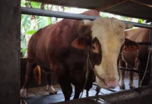 Sapi Bantuan Presiden Berbobot 1,25 Ton Akan Disembelih di Masjid Al-Ukhuwah