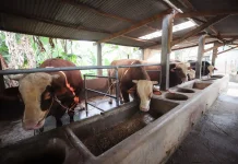 Baznas Jabar Distribusikan Puluhan Hewan Kurban ke Wilayah Rentan