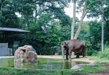 Pemkot Bandung Targetkan Lelang Pengelola Kebun Binatang Rampung Pekan Ini