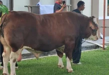 Warga Kabupaten Tasikmalaya Mendapat Sapi Kurban Bantuan Presiden Prabowo