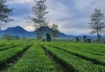 Menikmati Pesona Eksotisnya Hamparan Kebun Teh Cukul Pangalengan