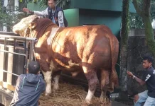 Sapi Kurban Presiden Prabowo untuk Kota Bandung Diberi Nama Seva