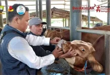 Stok Hewan Kurban di Sumedang Surplus, Diskanak Pastikan Aman dan Sehat