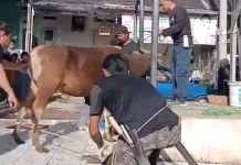 Memahami Syarat Penyembelihan Hewan Kurban