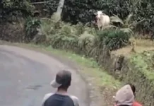 Sapi Kurban di Tasikmalaya Ngamuk dan Kabur saat Akan Disembelih