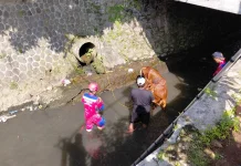 Sapi Kurban di Kota Tasikmalaya Kabur dan Tercebur ke Sungai sebelum Disembelih