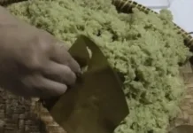 Resep Tape Ketan Makanan Khas Sunda yang Selalu Ada di Hari Raya