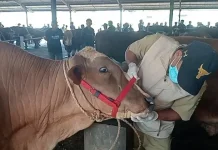 Sebagian Besar Hewan Kurban di KBB Dipastikan Sehat dan Layak Sembelih
