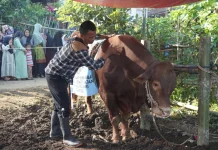 Pemkab Serahkan Bantuan Sapi Presiden di Cigedug Garut