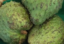 Buah Sirsak: Jenis Buah-buahan yang segar dan Bernutrisi