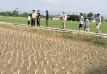 Diduga Semprotkan Pembasmi,Padi Mengering