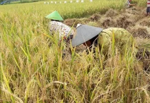 KTNA Kota Tasikmalaya Dorong Pemkot Siapkan Dana Taktis untuk Bantu Petani