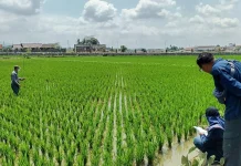 Hadapi Kemarau, Petani di Kota Tasikmalaya Tingkatkan Koordinasi Pembagian Air