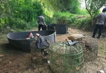 Resahkan Warga, Polisi di Cibatu Garut Gerebek Pelaku Sabung Ayam