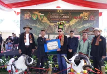 Pelestarian Domba Garut lewat Festival Ternak Piala Pangdam Siliwangi