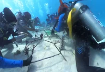 Peringati Hari Laut Sedunia, Ekspedisi Rediscover Buru Tanam 2.500 Karang di Maluku