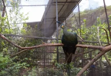 Farhan Optimistis Tender Pengelolaan Bandung Zoo Berjalan Lancar