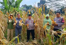 Swasembada Pangan Polres Subang, Bukti Polri untuk Rakyat