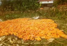 Tingkatkan Produksi Pertanian Pemkab Bangun Embung Air di Tanah Daratan