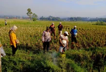 Hama Tikus Serang Areal Pertanian Warga di Sukawening Garut