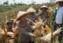 Pemanfaatan Lahan Tidur untuk Jagung Hibrida, Hasilkan Ratusan Ton Panen